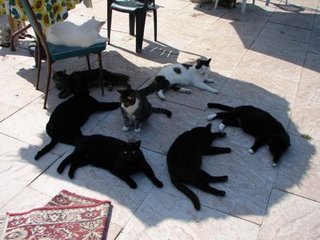 cats-in-the-shade-1